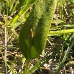 Ophioglossum vulgatum Листок