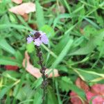 Verbena officinalis 花