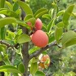 Ximenia caffra Fruit