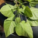 Catalpa bungei Hostoa