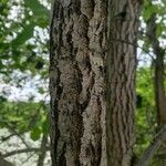 Populus deltoides Bark