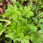 Sanicula canadensis Feuille