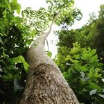 Cussonia brieyi Casca