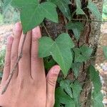 Hedera canariensis Leaf