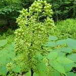 Aralia racemosa 花