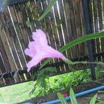 Ruellia simplex Flower