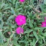 Dianthus chinensis花