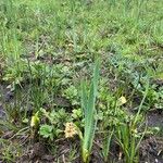 Iris pseudacorus Flower