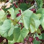 Cercis griffithii Leaf