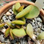 Adromischus montium-klinghardtii