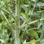 Cirsium vulgare кора
