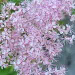 Filipendula rubra Flor