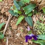 Viola inconspicua Leaf