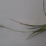 Carex distachya Habit