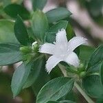 Buchozia japonica Flower