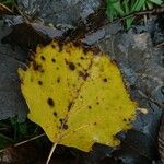 Populus grandidentata List