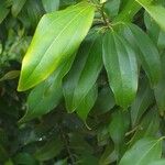 Cinnamomum verum Blatt