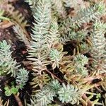 Petrosedum rupestre অভ্যাস