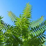 Rhus typhina Leaf