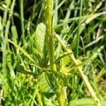 Dipsacus sativus Leaf