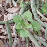 Senecio articulatus 葉