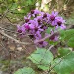 Pericallis papyracea Floro