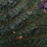 Dryopteris intermedia Frunză
