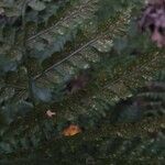 Dryopteris intermedia Hoja