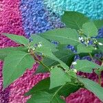 Solanum americanum Fuelha