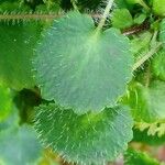 Saxifraga hirsuta Hoja