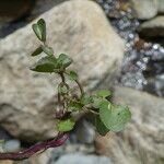 Cardamine crassifolia Leaf