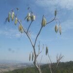 Oroxylum indicum Buveinė