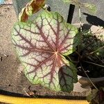 Heuchera americana 葉