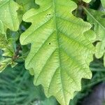 Quercus petraea Hostoa