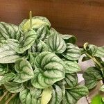 Peperomia albovittata Ліст