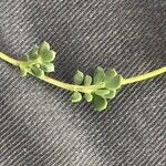 Coronilla minima Leaf