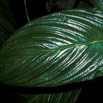 Tacca integrifolia Leaf