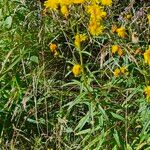 Hieracium umbellatumÇiçek