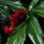 Alpinia purpurataЦвят