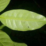 Sarcaulus brasiliensis Yaprak