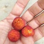Arbutus unedo Fruit