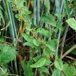 Chenopodium polyspermum Vekstform