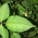 Bidens alba Leaf