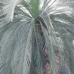 Macrozamia moorei Blatt