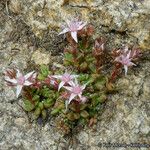 Sedum niveum Habitus