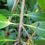 Osmanthus decorus Bark