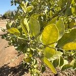 Citrus × aurantiifolia Folla