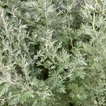 Artemisia absinthiumLapas