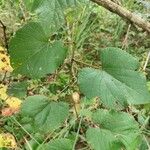 Vitis tiliifolia Leaf