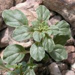 Amaranthus californicus Агульны выгляд